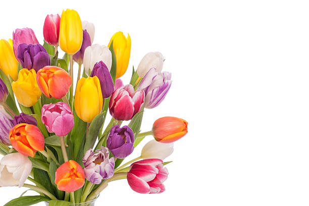 istock Bouquet of Tulips Isolated on White 477775113