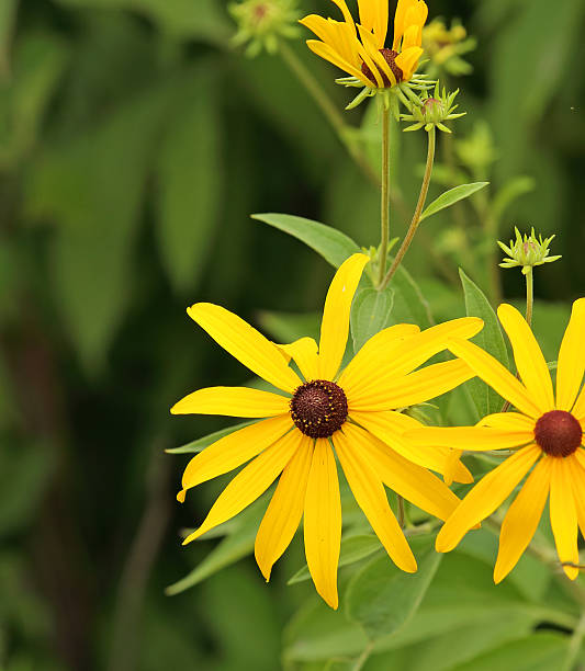 istock Black-eyed Susan, Rudbeckia hirta 477775789