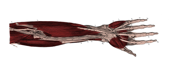 Forearm Empty Left Human Forearm Stock Illustration - Download Image Now - iStock
