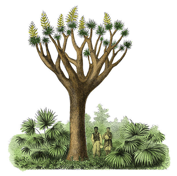 dracaena ドラコ（アンティークの植物の彫り込み - 竜血樹点のイラスト素材／クリップアート素材／マンガ素材／アイコン素材