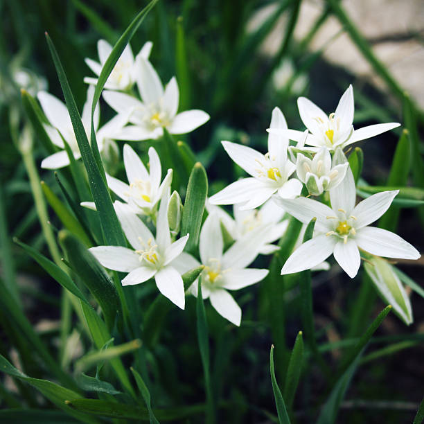 istock Allium Humile, small white flowers. Toned photo. 477777848