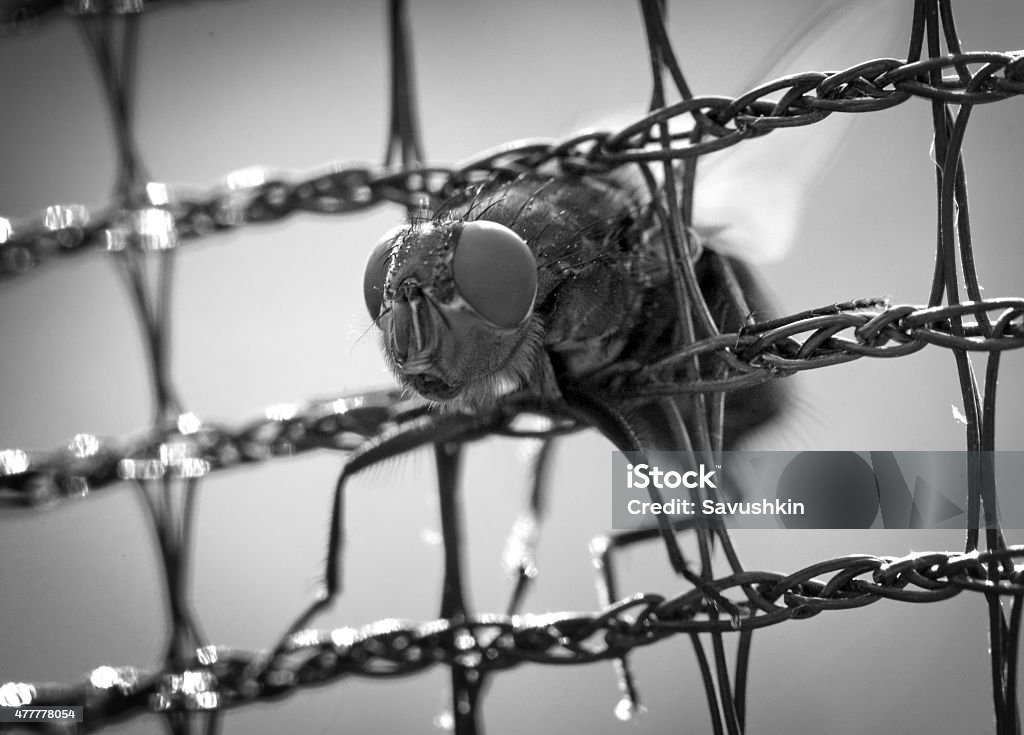 Fly Fly in the grid. 2015 Stock Photo