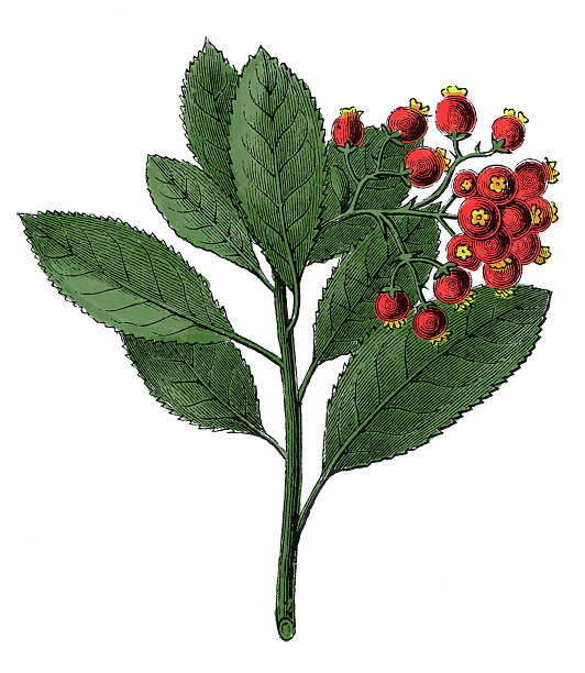 arbutus unedo (앤틱형 식물학 조각 - madrona tree stock illustrations