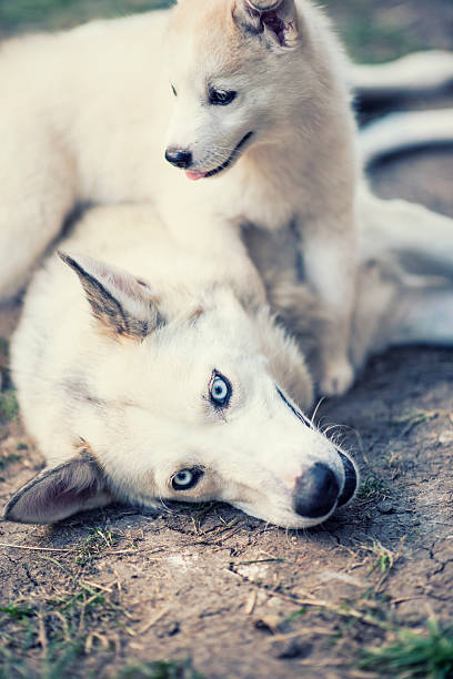 Few Weeks Old Samoyed Husky Puppy Playing with his Mother. Photo taken outhdoor in the nature.