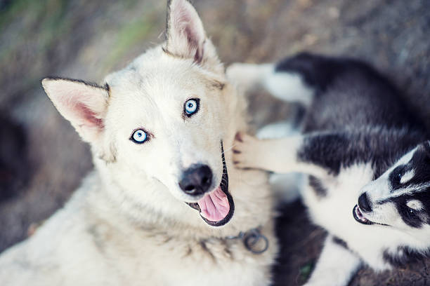 Few Weeks Old Samoyed Husky Puppy Playing with his Mother. Photo taken outhdoor in the nature.