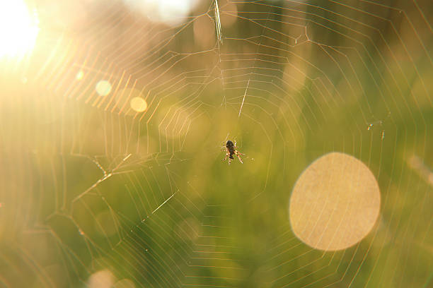 per la web-ragno caccia - spider web natural pattern dew drop foto e immagini stock