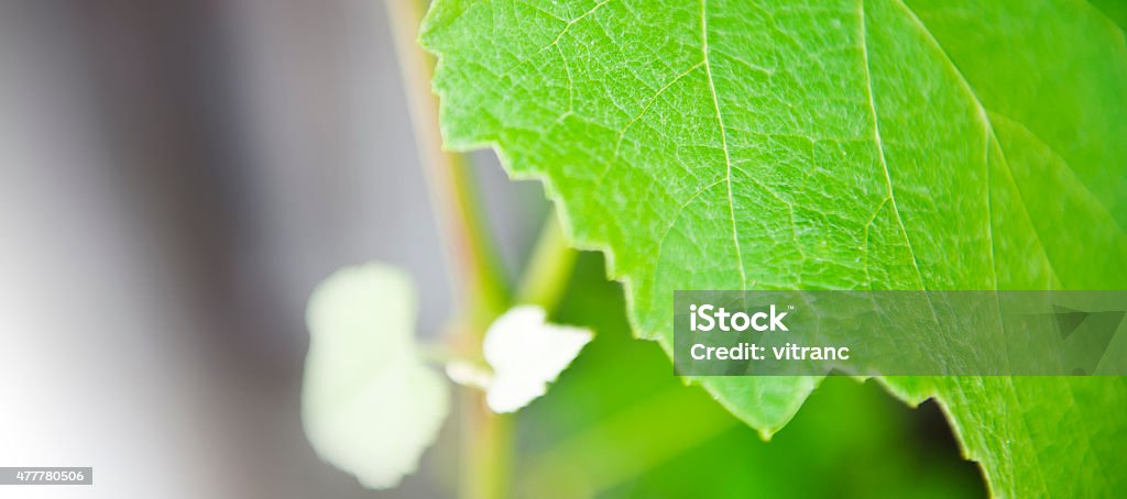 Grape-leaves Border of grape or vine leaves with copy-space New Life Stock Photo