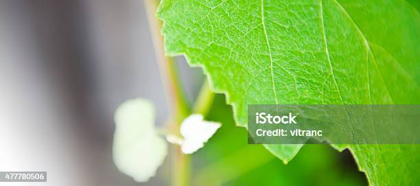 Grapeleaves Stock Photo - Download Image Now - New Life, Plant, 2015