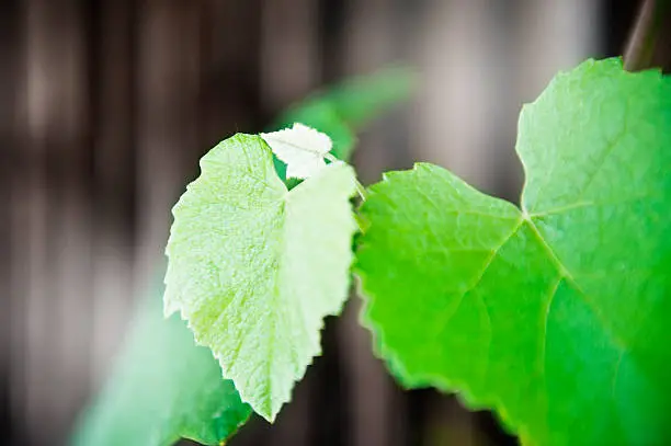 Border of grape or vine leaves with copy-space