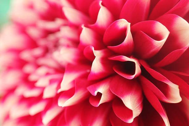 abstract petals of pink dahlia bloom  closeup(macro) stock photo