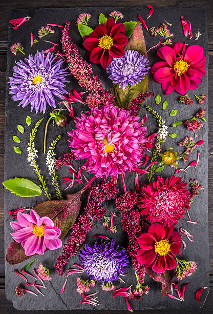 composição de outono com flores asters, dahlias, ervas e leafs - close to moving up closed single flower - fotografias e filmes do acervo