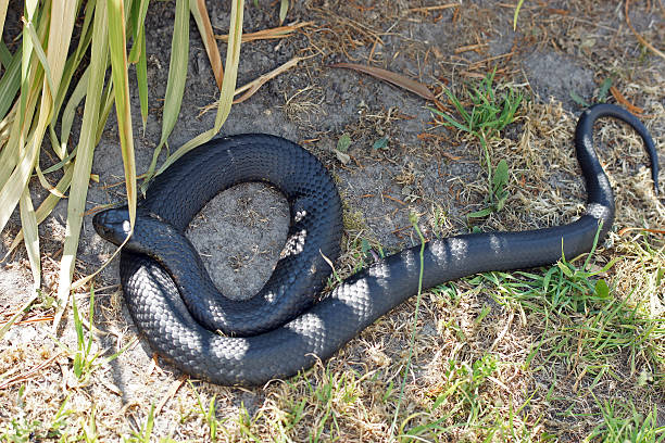 istock Tiger Snake, Tasmania, Australia 477783815