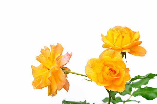 istock It rose varieties to say Sahara 477784288
