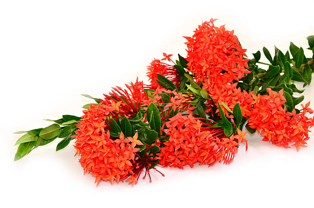 istock Beautiful bunch of Red Ixora ( Coccinea) flowers 477784351