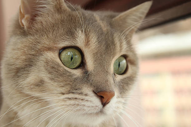 istock beautiful cat face close-up 477784495