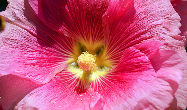 istock Flower of a Hollyhock 477785968