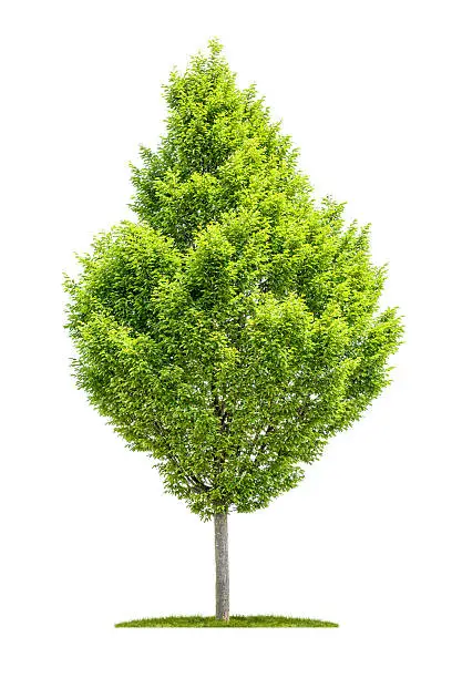 An isolated hornbeam tree on a white background