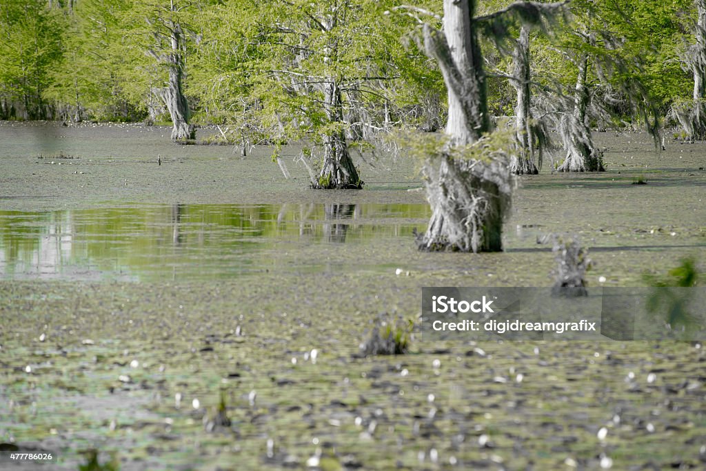 cypress forest and swamp of Congaree National Park cypress forest and swamp of Congaree National Park in South Carolina 2015 Stock Photo