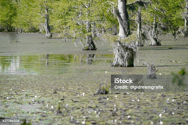 Cypress Forest And Swamp Of Congaree National Park Stock Photo - Download Image Now - 2015, Ancient, Congaree National Park