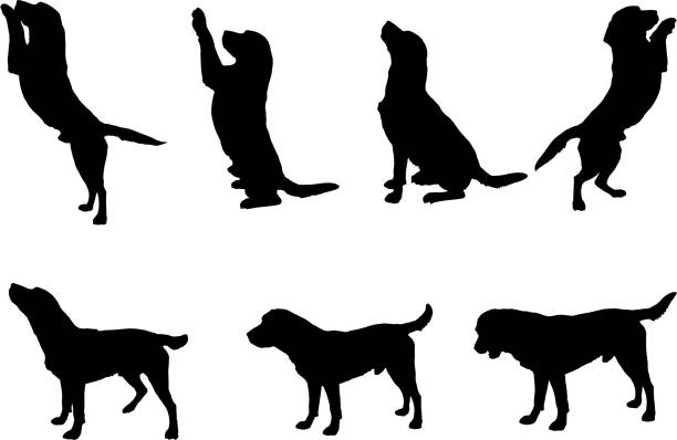 illustrazioni stock, clip art, cartoni animati e icone di tendenza di silhouette vettoriali di un cane. - pets white black nature