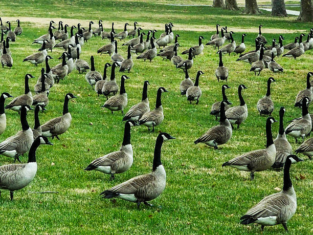 istock Geese traveling on green grass landscape 477786172
