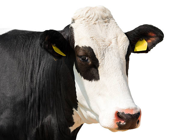 istock Close up of Cow Head isolated on White 477786946