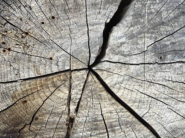 istock Old crackled logs wooden background texture 477786980