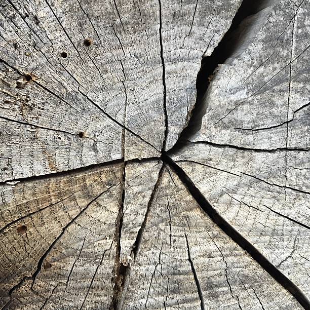 istock Old crackled logs wooden background texture 477786984