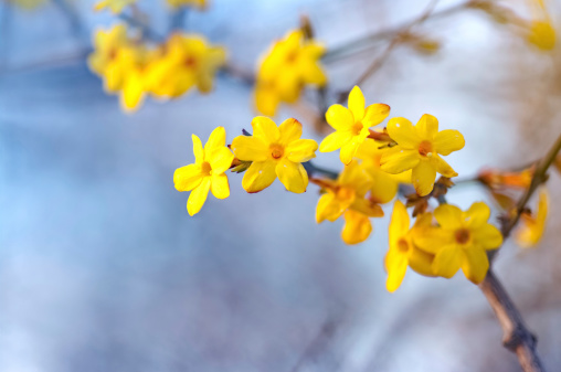 The yellow bloom of a winter jasmine bush.