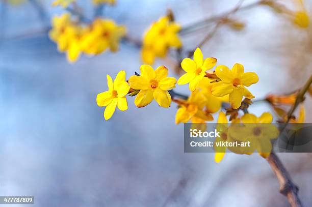 Winter Jasmine Stock Photo - Download Image Now - Jasmine, Yellow, Beauty In Nature