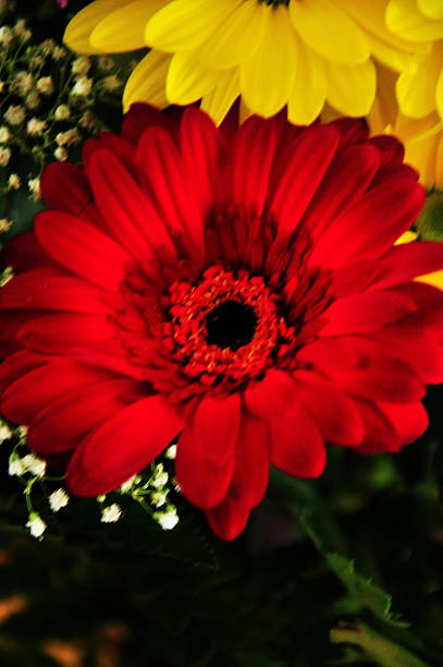 flores arrangment - daisey white flower group of people fotografías e imágenes de stock