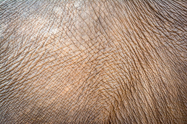 Elephant skin background stock photo
