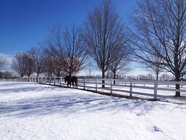Dark horse in snowy paddock of public equestrian center in winter, northern Illinois. Camera: iPhone 4S.