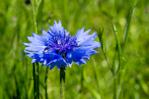 cornflowers wonderful flowers of the field