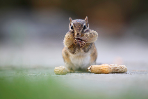 A chipmunk is holding peanuts.