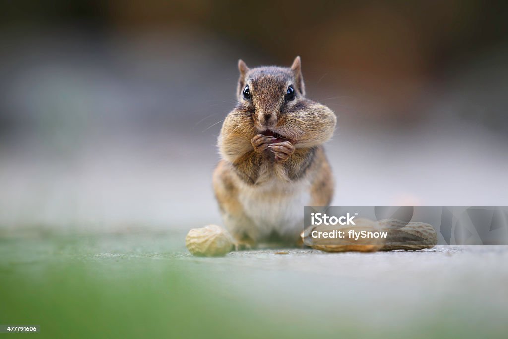 Chipmunk A chipmunk is holding peanuts. Squirrel Stock Photo