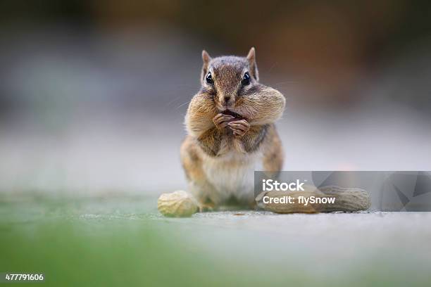 Chipmunk Stock Photo - Download Image Now - Squirrel, Chipmunk, Peanut - Food