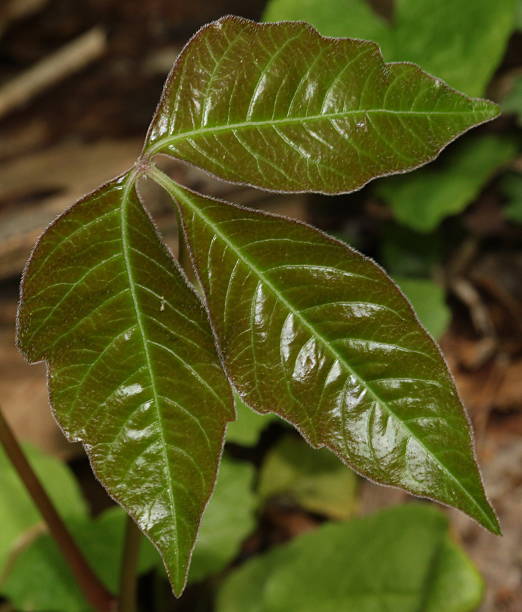 Poison Ivy Leaves in Early Spring stock photo