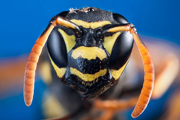 Wasp s head in close up stock photo