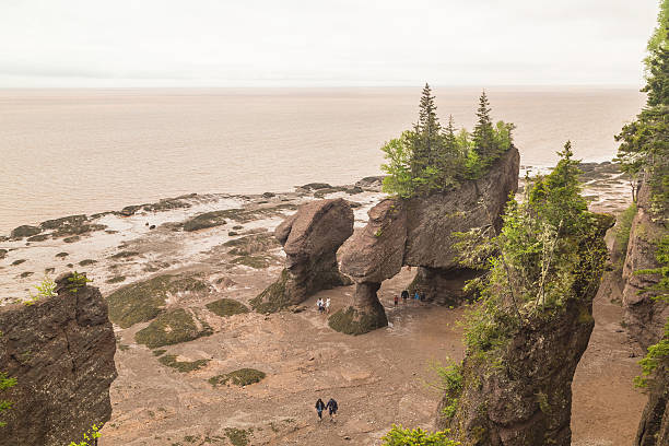 istock Hopewell Rocks at Low Tide 477792868