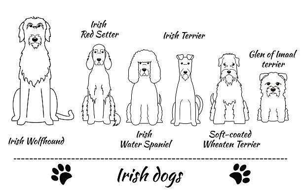 Irish dogs vector art illustration