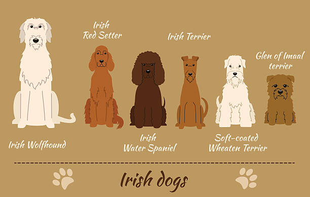 Irish dogs Set of Irish dogs. Vector Illustration of six different breeds of dogs: Glen-of-Imaal-Terrier, Irish Water spaniel, Irish Wolfhound, Irish Red Setter, Irish Terrier, Soft-coated Wheaten Terrier irish setter stock illustrations