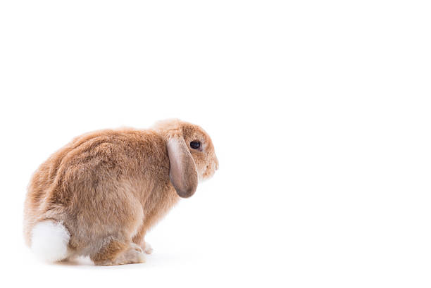 Rabbit stock photo