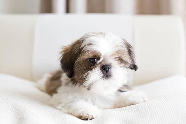 istock Lovely sad shih tzu puppy 477794896