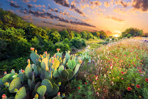 Flowering cactus and Indian blanket wildflowers at sunset in Texas