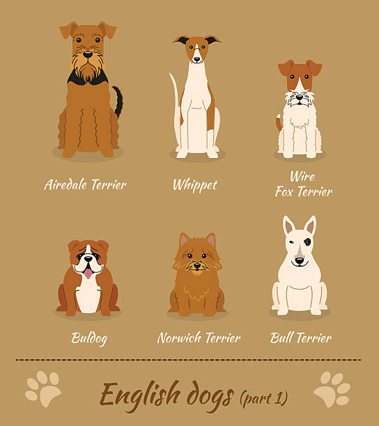 영어 멍멍이 - whippet stock illustrations