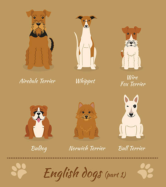 English dogs vector art illustration
