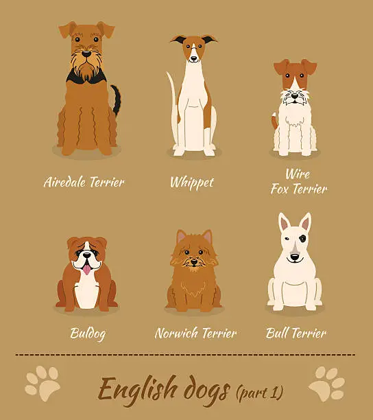 Vector illustration of English dogs