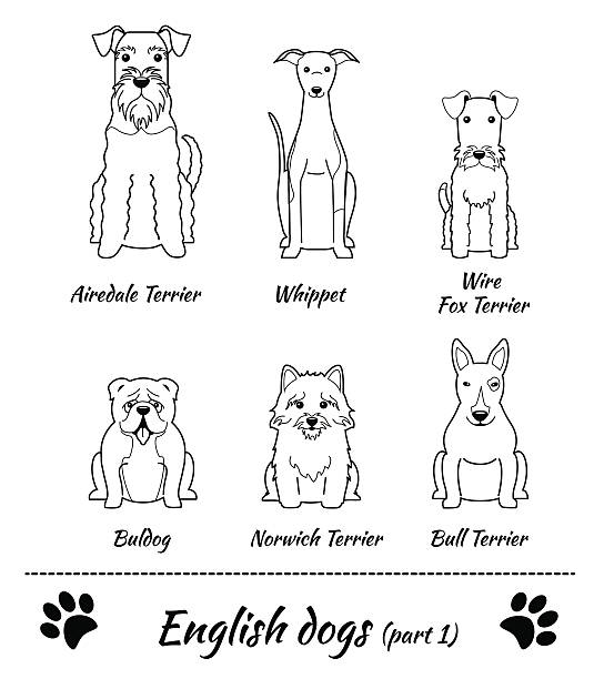 English dogs vector art illustration