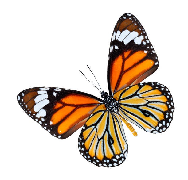 istock The Common Tiger Butterfly lower wing profile in natural color 477795329
